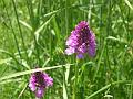 anacamptis piramidalis